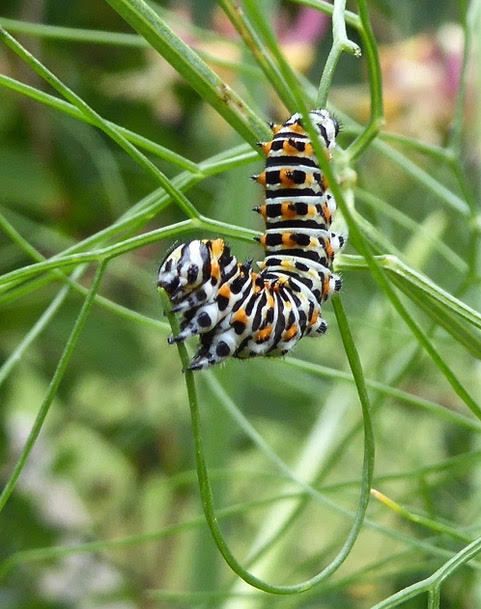 Chenille de Papilio machaon sur fenouil