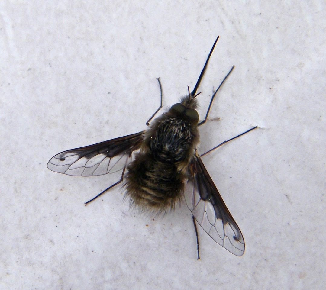 Bombyle bichon ou major - Asiloides  - ressemble à un bourdon. Attaque les abeilles solitaires dans leur nid souterrain. 23.03.