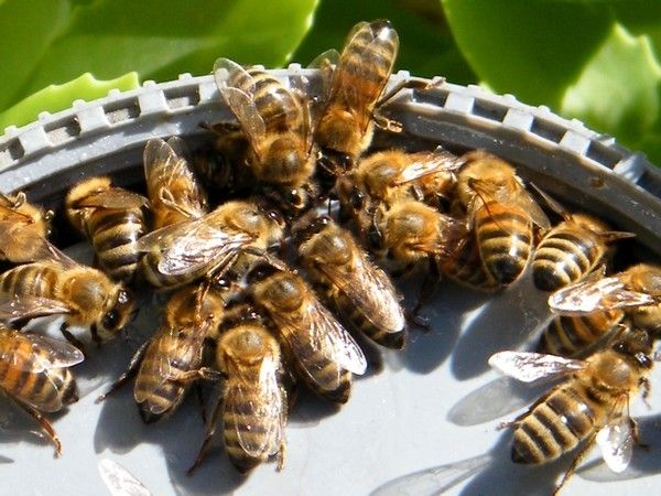 Les abeilles au ravitaillement sur la coupelle et un bourdon  terrestre qui s'invite de temps en temps (photos d'archives)