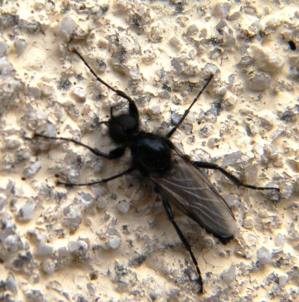 Biblio marci - biblion - mouche de la saint Marc - 31.03.2020. 