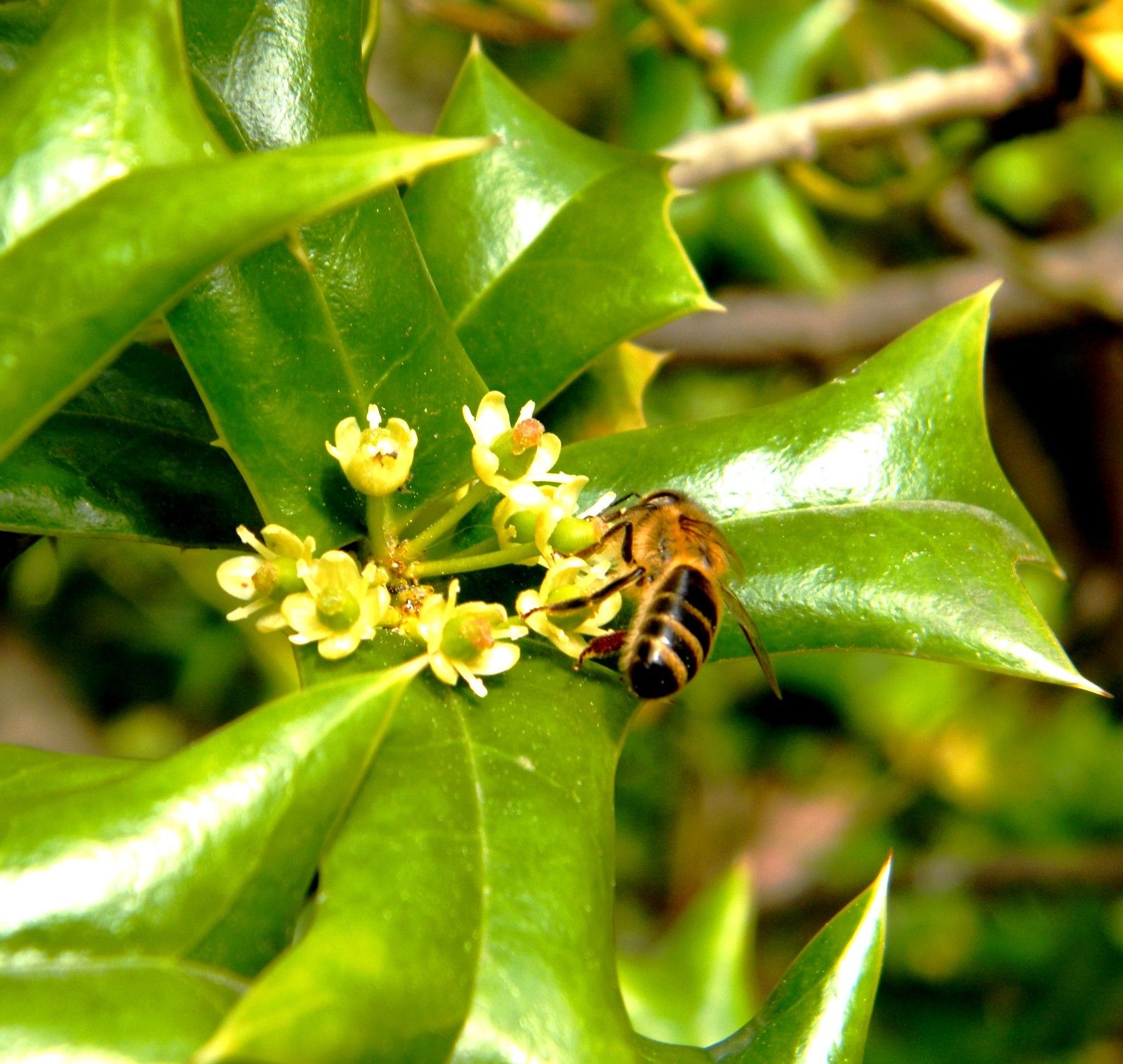 02.04.2020 : beaucoup d'abeilles butinent sur mon houx en fleurs !