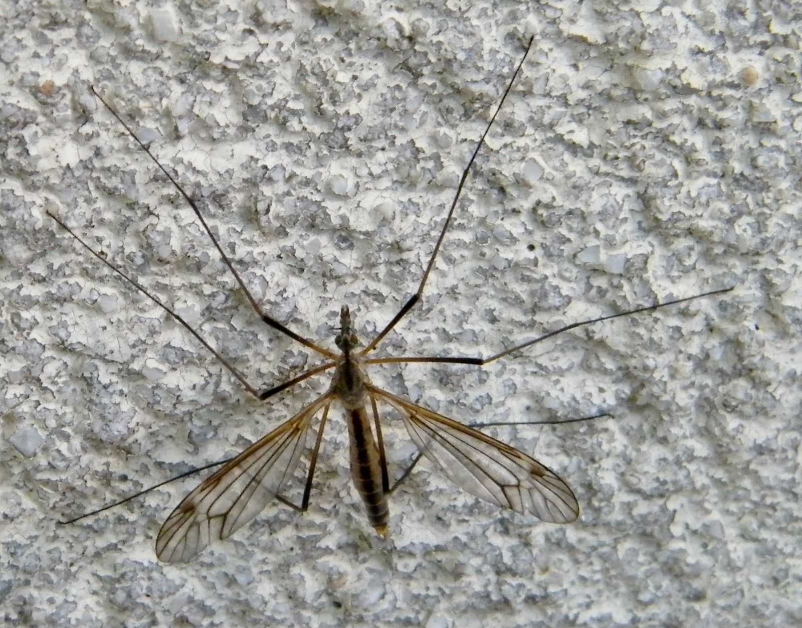 TIPULA (luntipula) VERNALIS - mâle - 07.04.2020 - accouplement 18.04.