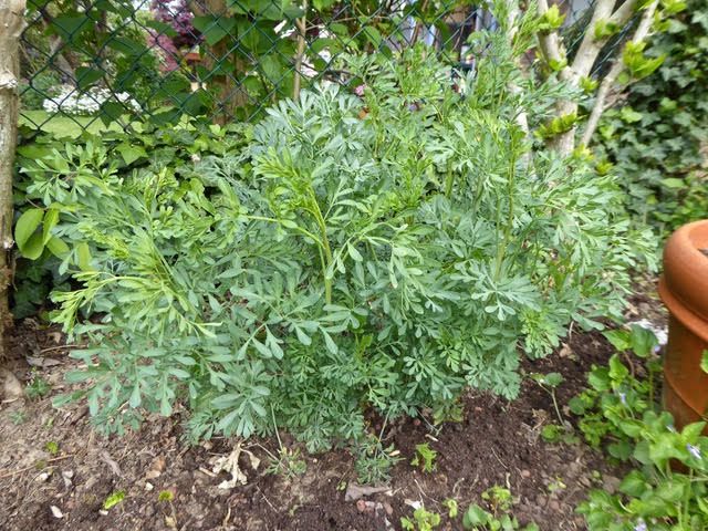 En premier plant la rue fétide "Ruta graveolens" et derrière le fenouil. Deux plantes-hôte du Grand-porte-queue "Papilio machaon"  