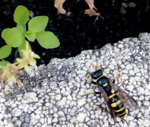 Gorytes planifons - fouisseur - Gorytes est un genre de guêpe apoïde dans la famille des guêpes crabonides . Ici en train de dégager de la terre meuble dans une jardinière en la dégageant avec ses pattes postérieure..