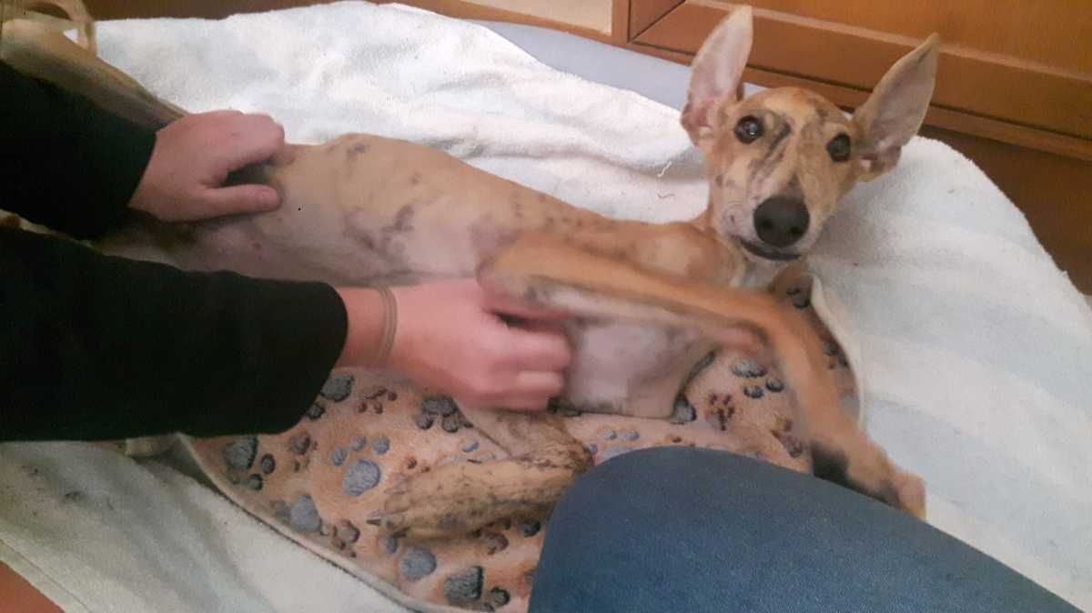 A Oslo Chiot Levrier Galguito Robe Sable Age De 3 Mois A Adopter Chez Sos Chiens Galgos Association Animale Ma Vie De Galgo
