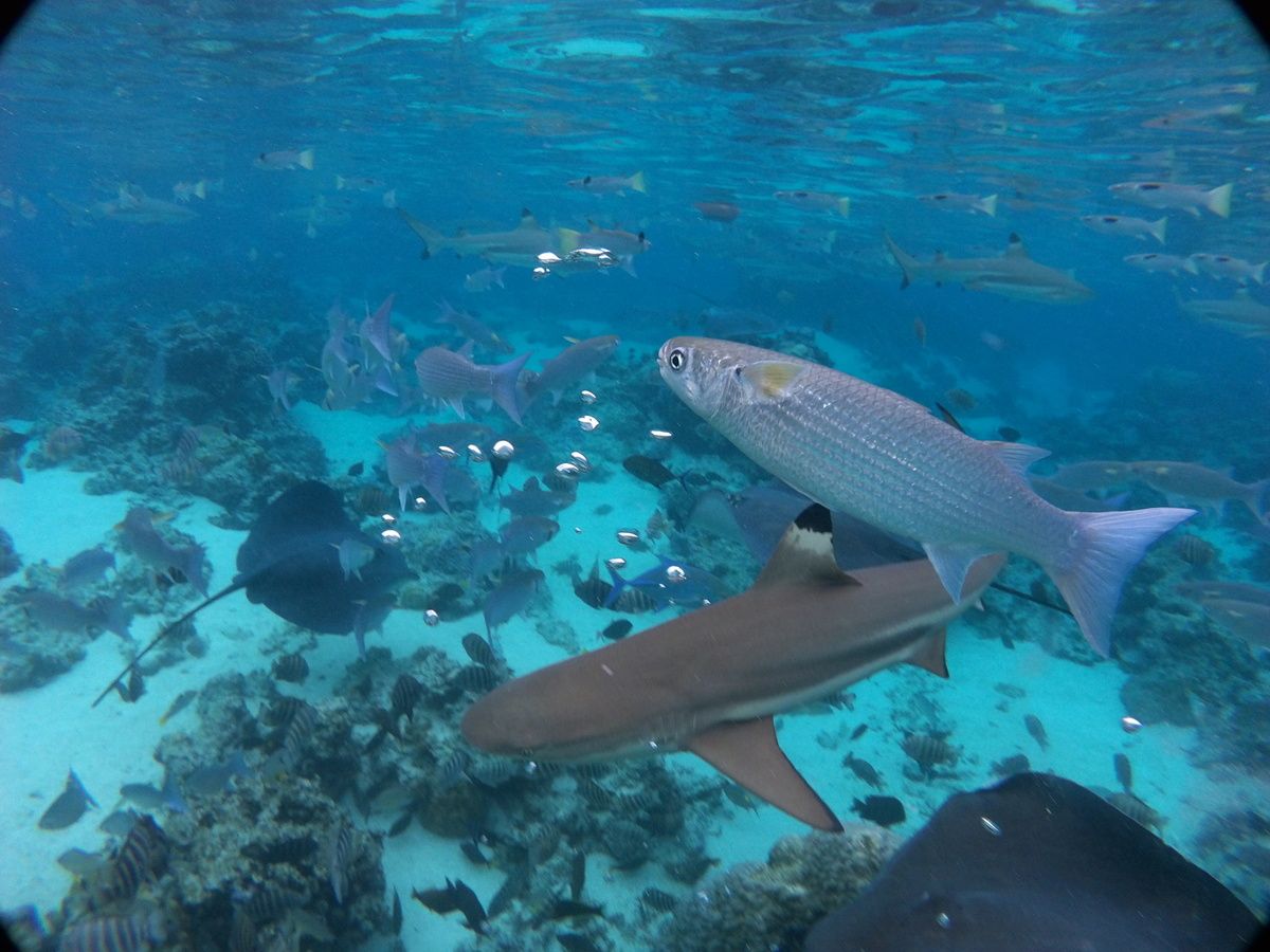 Lagoonarium Moorea Polynésie Française