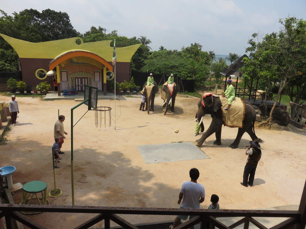 Match de foot avec un éléphant Bintan Indonésie