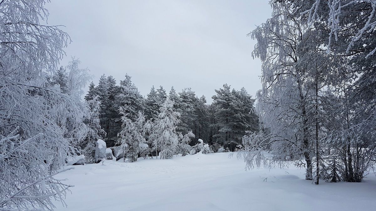 Forêt boréale en Laponie - Finlande