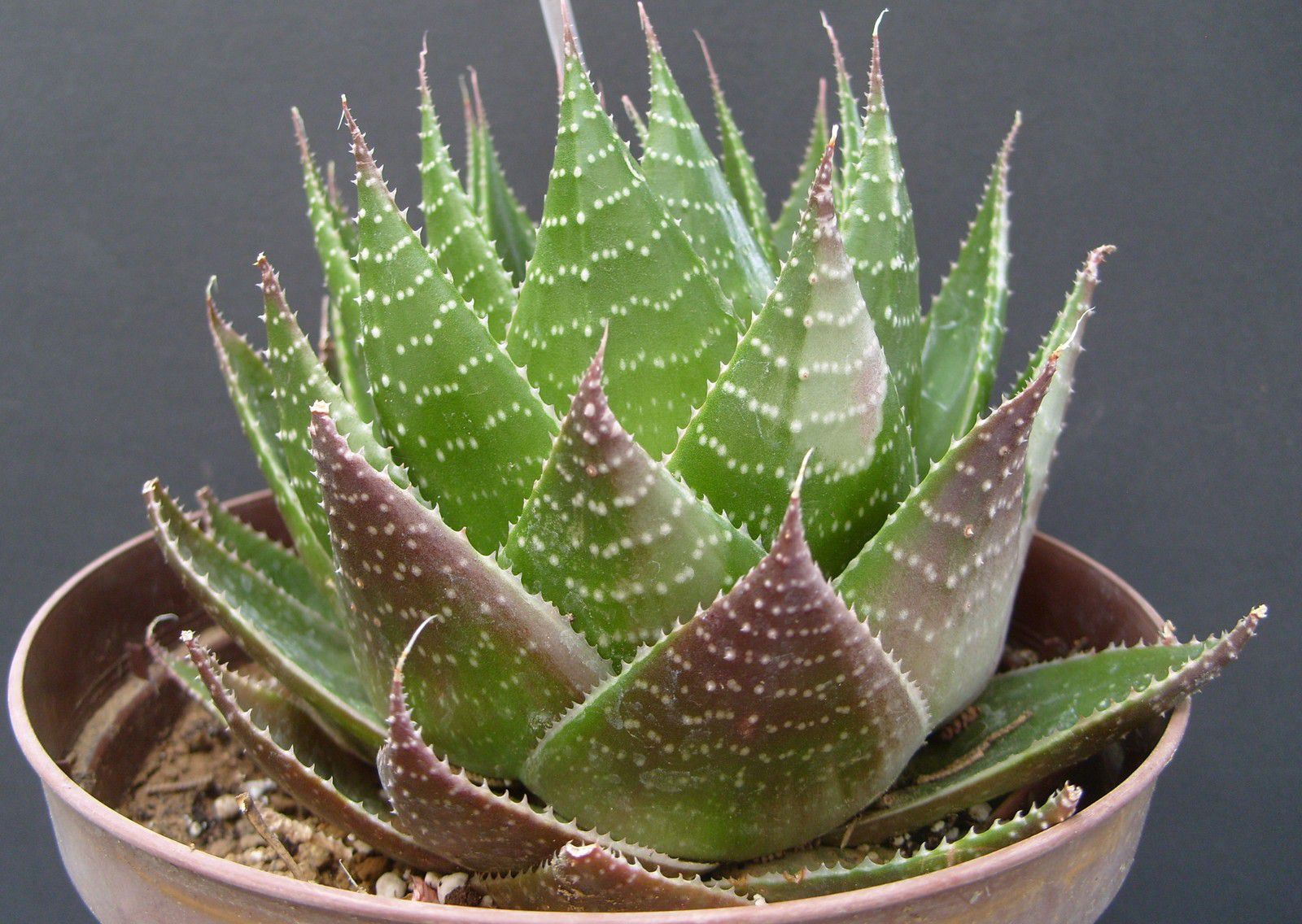 Aloe "Cosmo" green pearl - Foudecactus.com