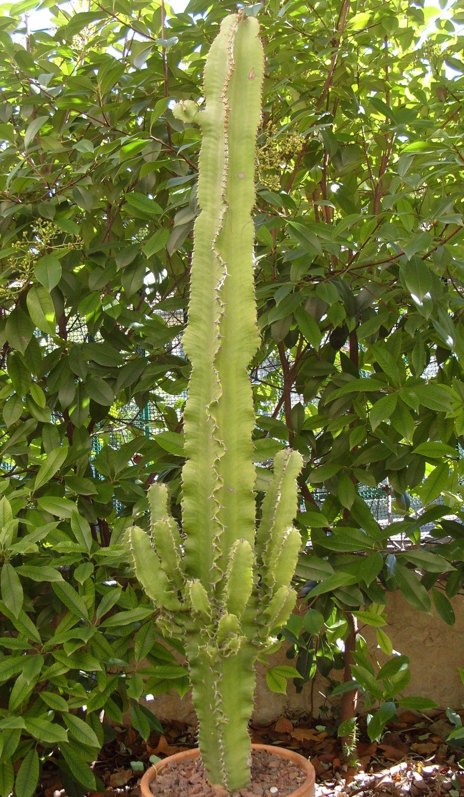 Euphorbia candelabrum var. erythrea (Euphorbia erythrea) - Foudecactus.com