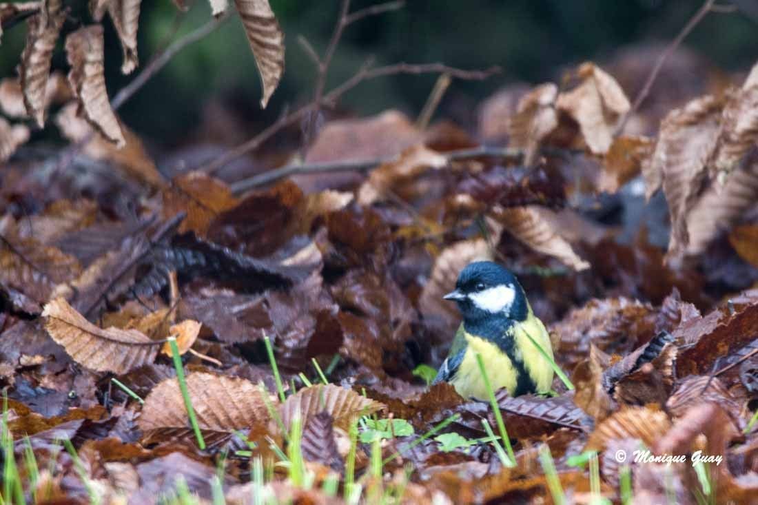 Mésange charbonnière Les yeux de ma