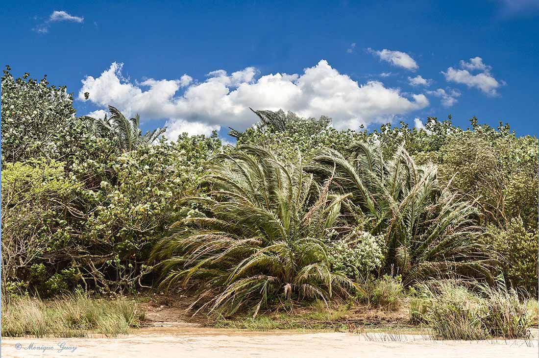 Plantes forme palmiers, estuaire de St Lucia