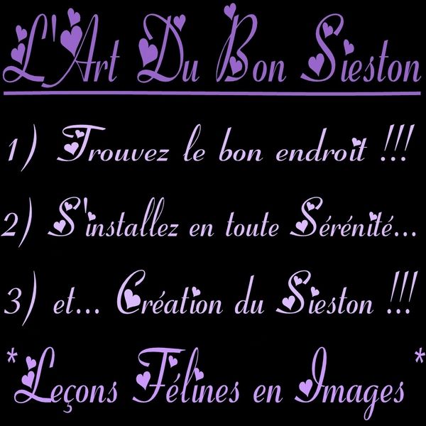 ***L'Art du Bon Sieston... Leçons Félines en images !!! Sourire***