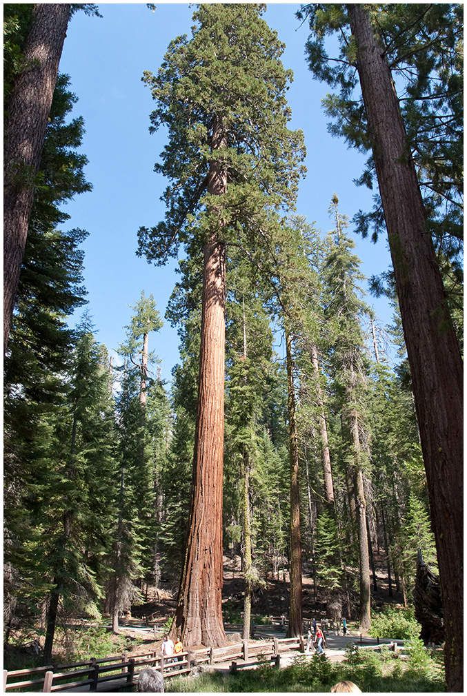 Les Séquoias Géants
