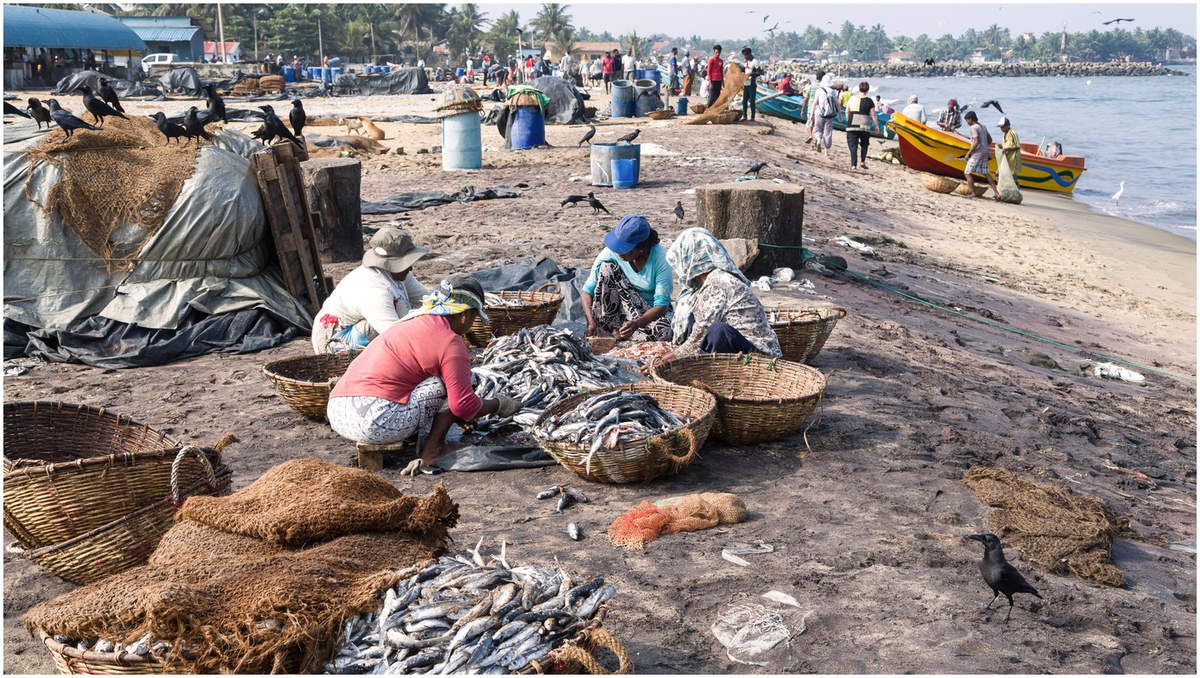 Sri Lanka - Les pêcheurs