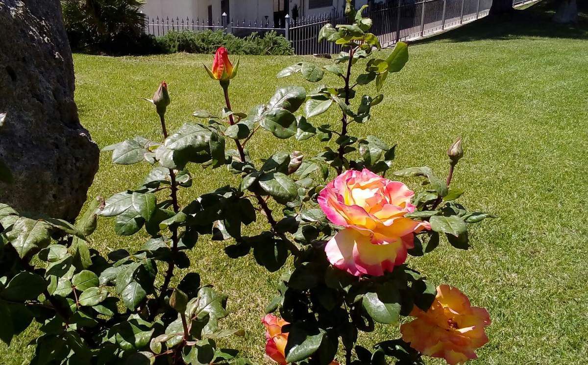 rose