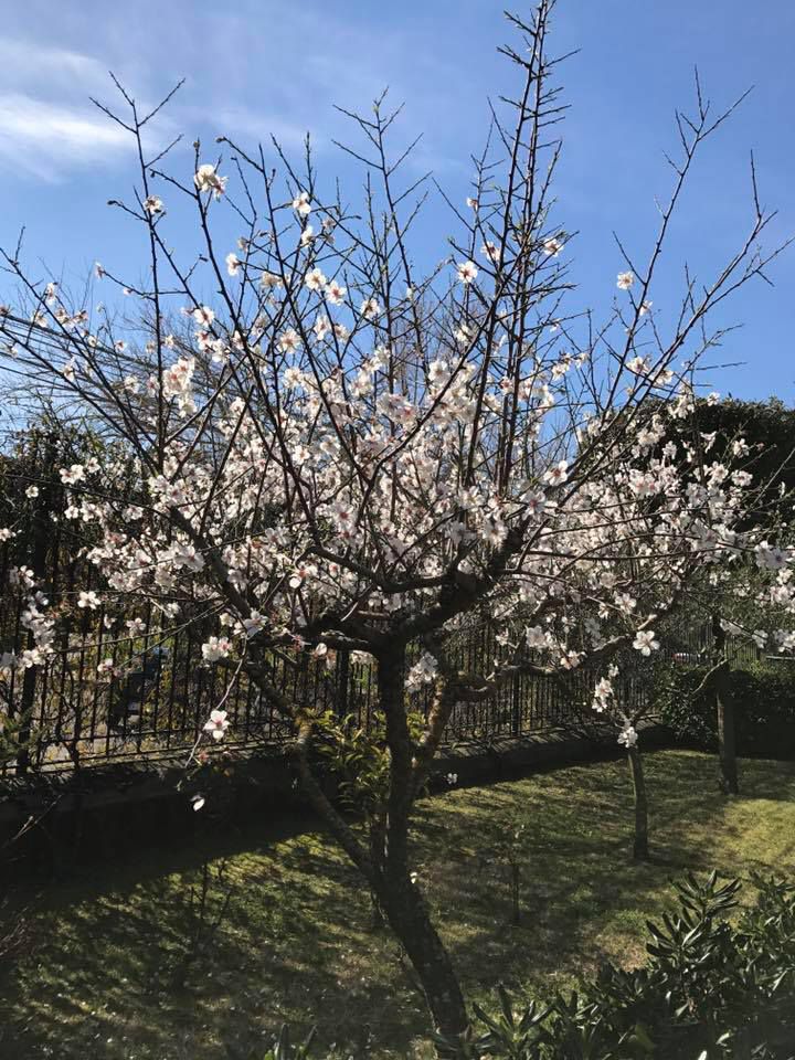 MANDORLO IN FIORE - IL CREATO