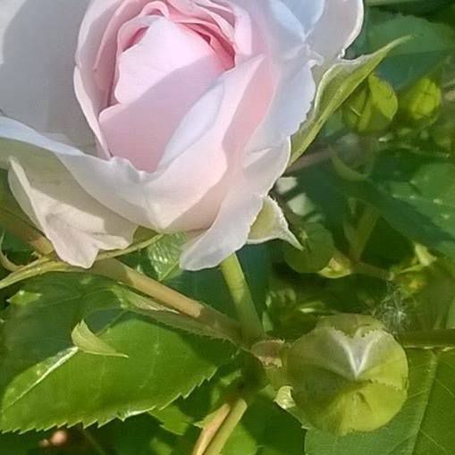 nulla è impossibile a Dio - Rosa