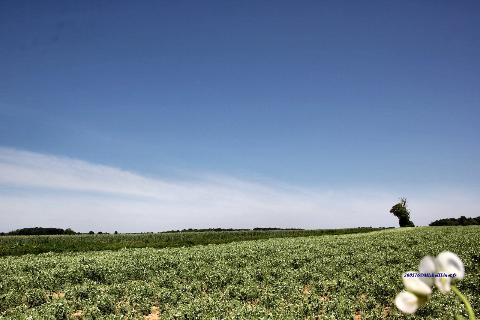 Ce jour samedi 16 mai, un grand ciel bleu trainées blanches et vent persistant du Nord une température de 16-19°. Photo ©Michel Hénot Lieu dit La Féolle commune de Blanzay dans une culture de petits pois. .https://www.infoclimat.fr/photolive-photos-meteo-256001-grand-ciel-bleu-et-trainees-blanches.html