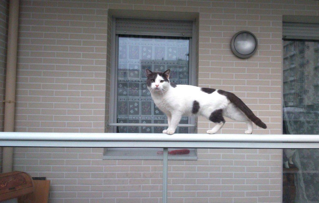 Un Chat Retombe Toujours Sur Ses Pattes Ou Presque Le Blog De Chat Pitre