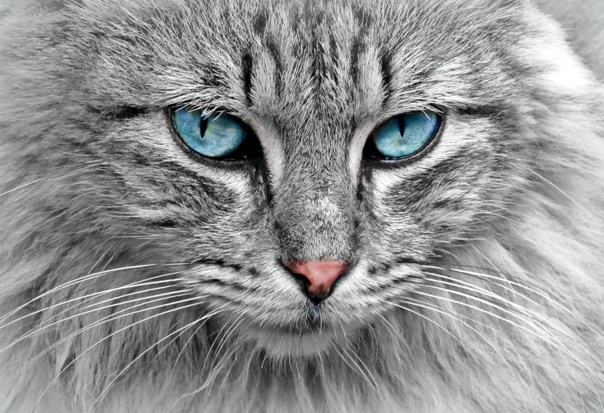 Temoignage D Un Chat De L Au Dela Communication Subtile Avec Le Regne Animal