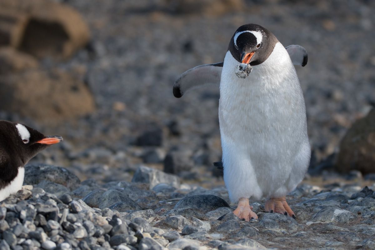 Manchots papou - Antarctique