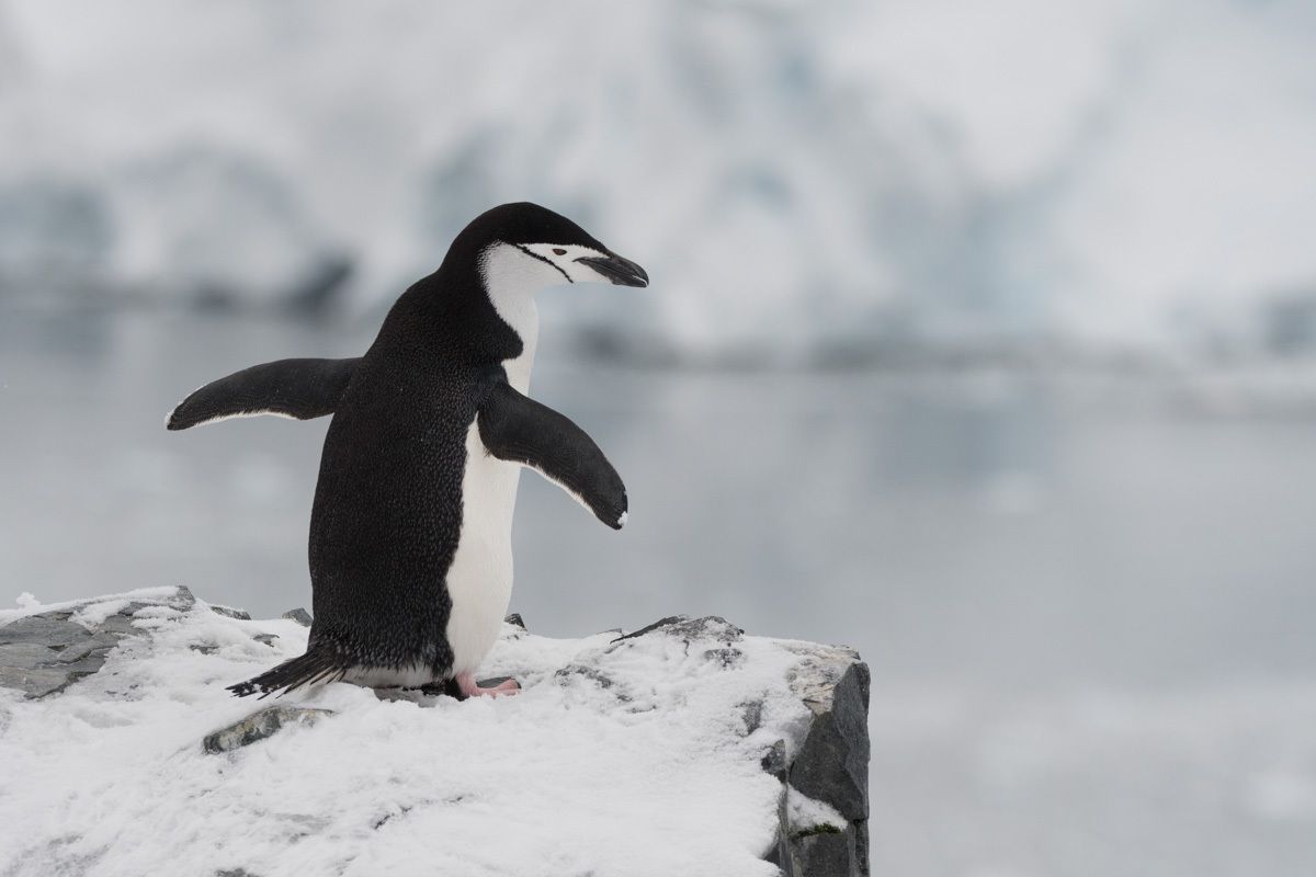Manchot à jugulaire - Antarctique