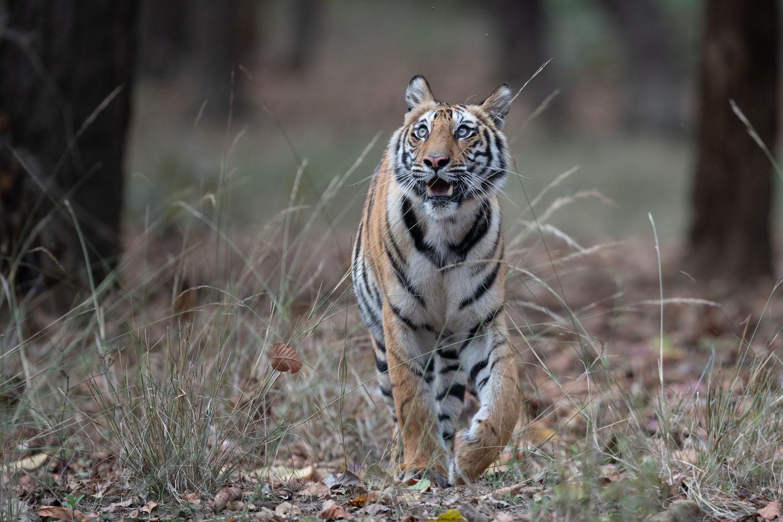 Les tigres de Bandhavgarh, INDE