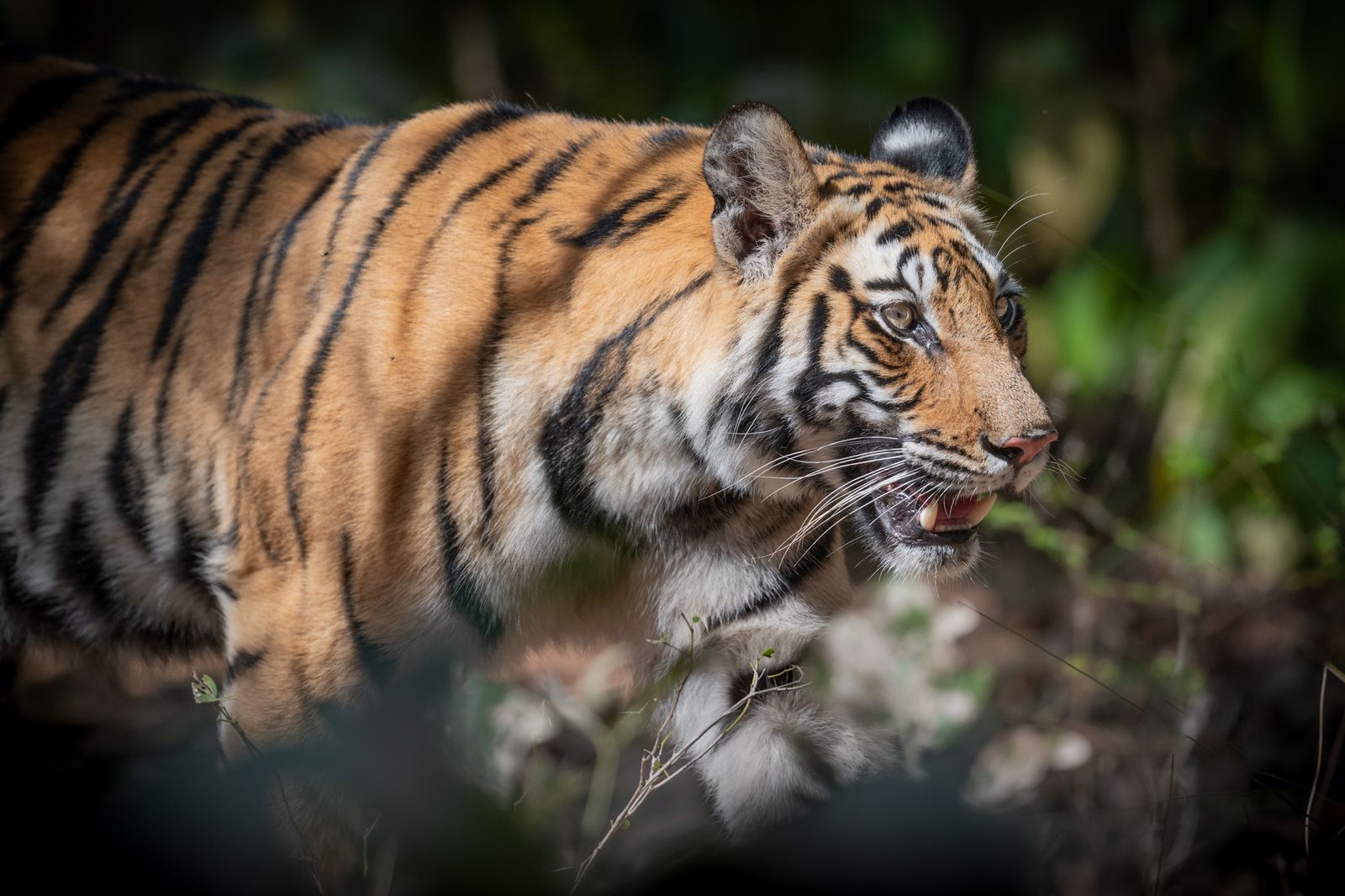 Les tigres de Bandhavgarh, INDE