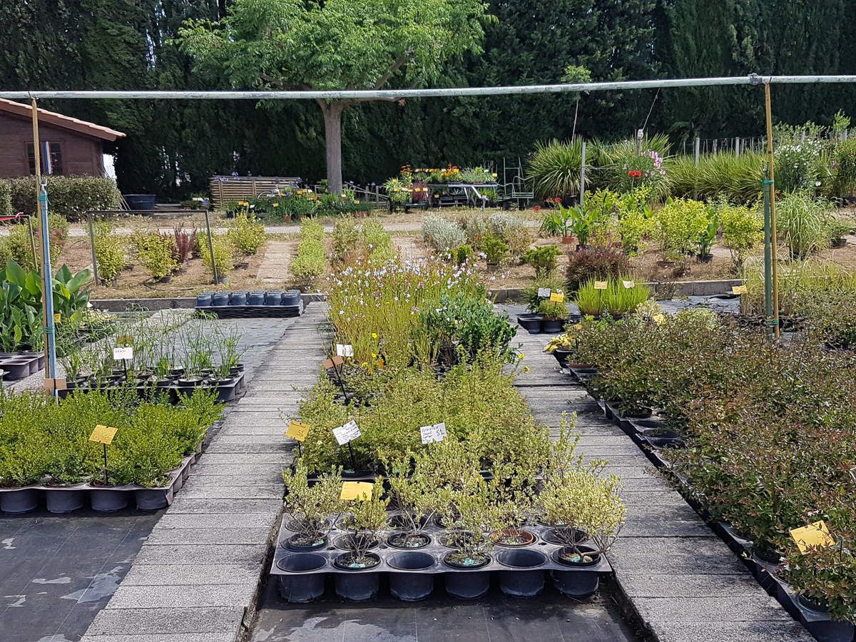 QUELQUES PLANTES DE LA PEPINIERE Le blog de Pépinières Arborama