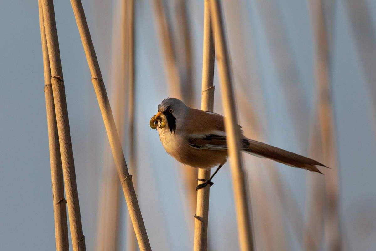 mésange à moustache remiz rousserole