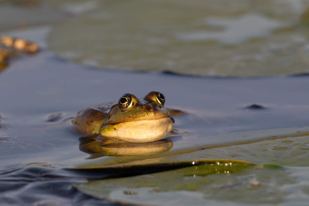 grenouille verte chacal