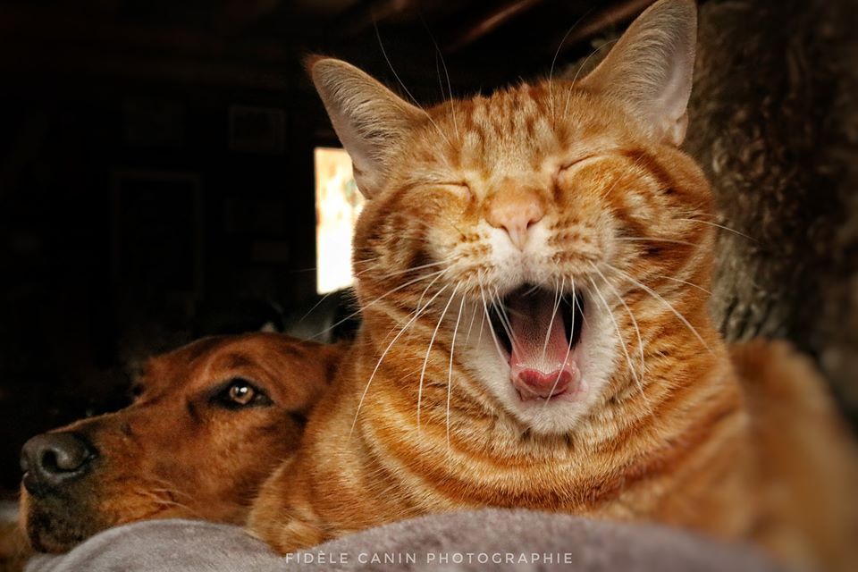Pour Une Resolution De L Agression Entre Chat Et Chien Fidele Canin