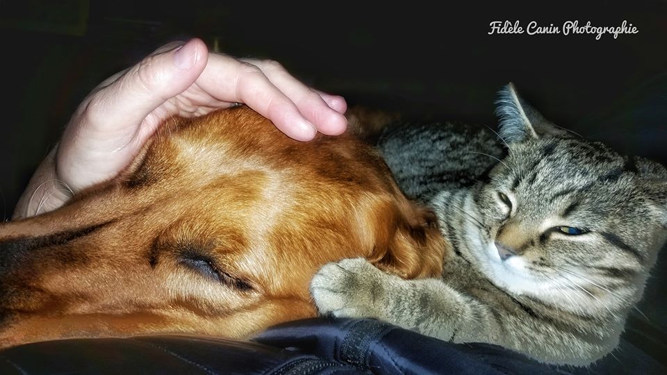 Pour Une Resolution De L Agression Entre Chat Et Chien Fidele Canin