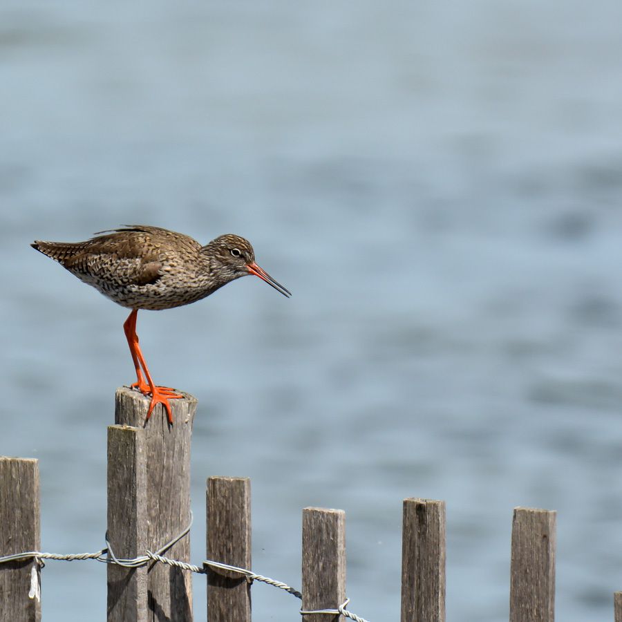 Les oiseaux en Camargue en Avril
