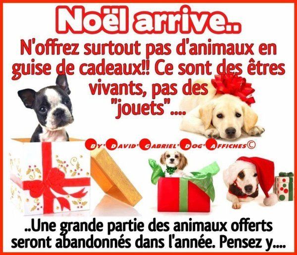Résultat de recherche d'images pour "un animal n'est pas un cadeau"