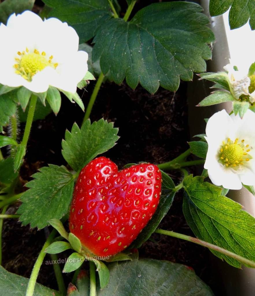 fraise, cœur, jardinière