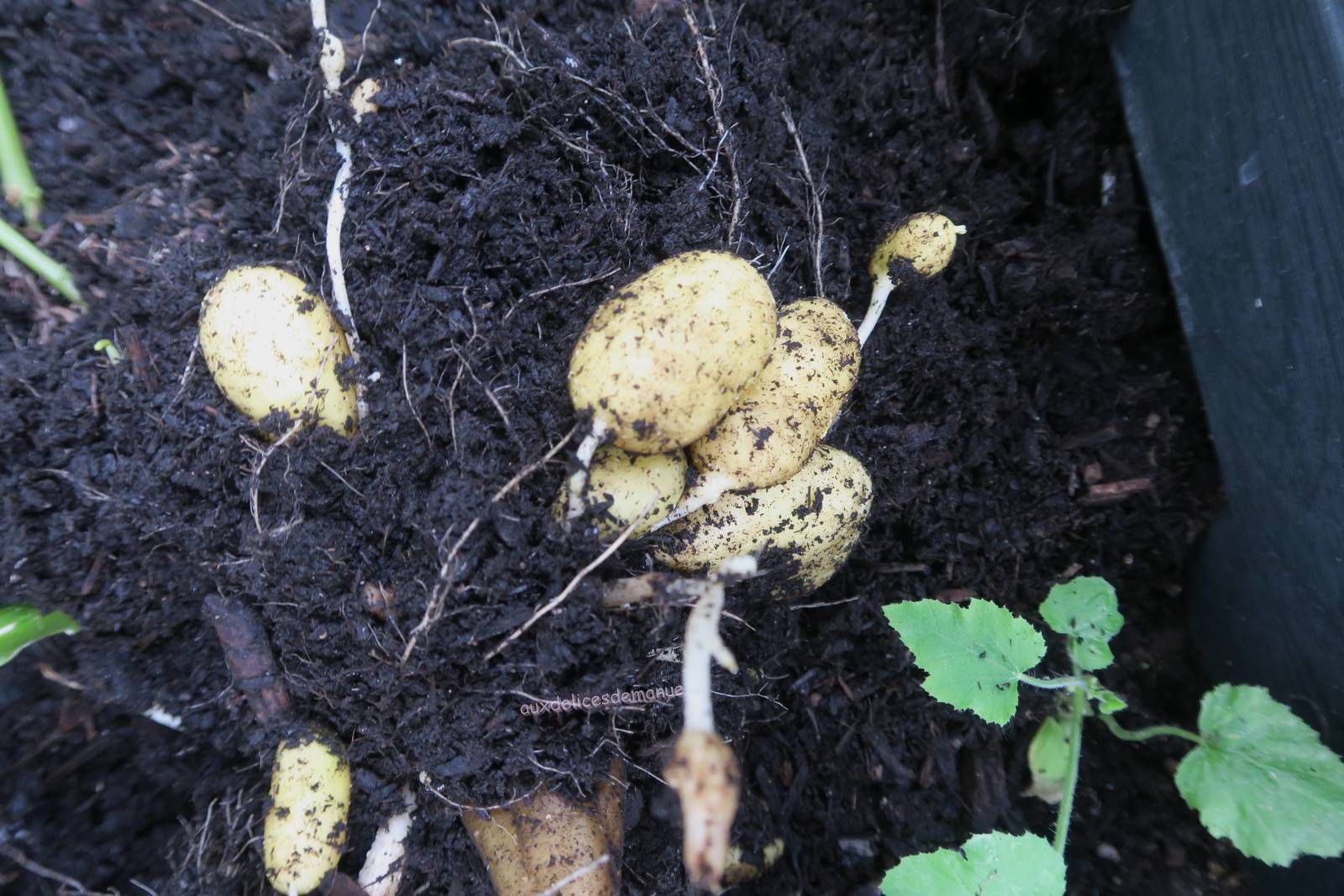 pommes de terre, plants, pommes de terre maison, jardin, balcon, pousse, jardinière 