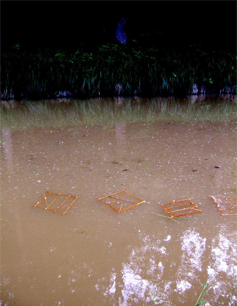 Des cadres d'osier flottant sur l'eau du canal et mettant en exergue la couleur de l'eau si particulière après les orages du printemps dernier.