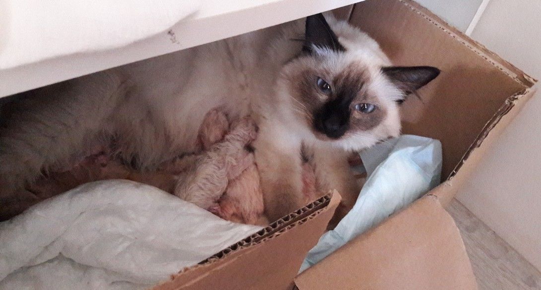 Malice Premiere Et 2eme Semaine 2eme Portee Les Chats Du Reve A Mousse