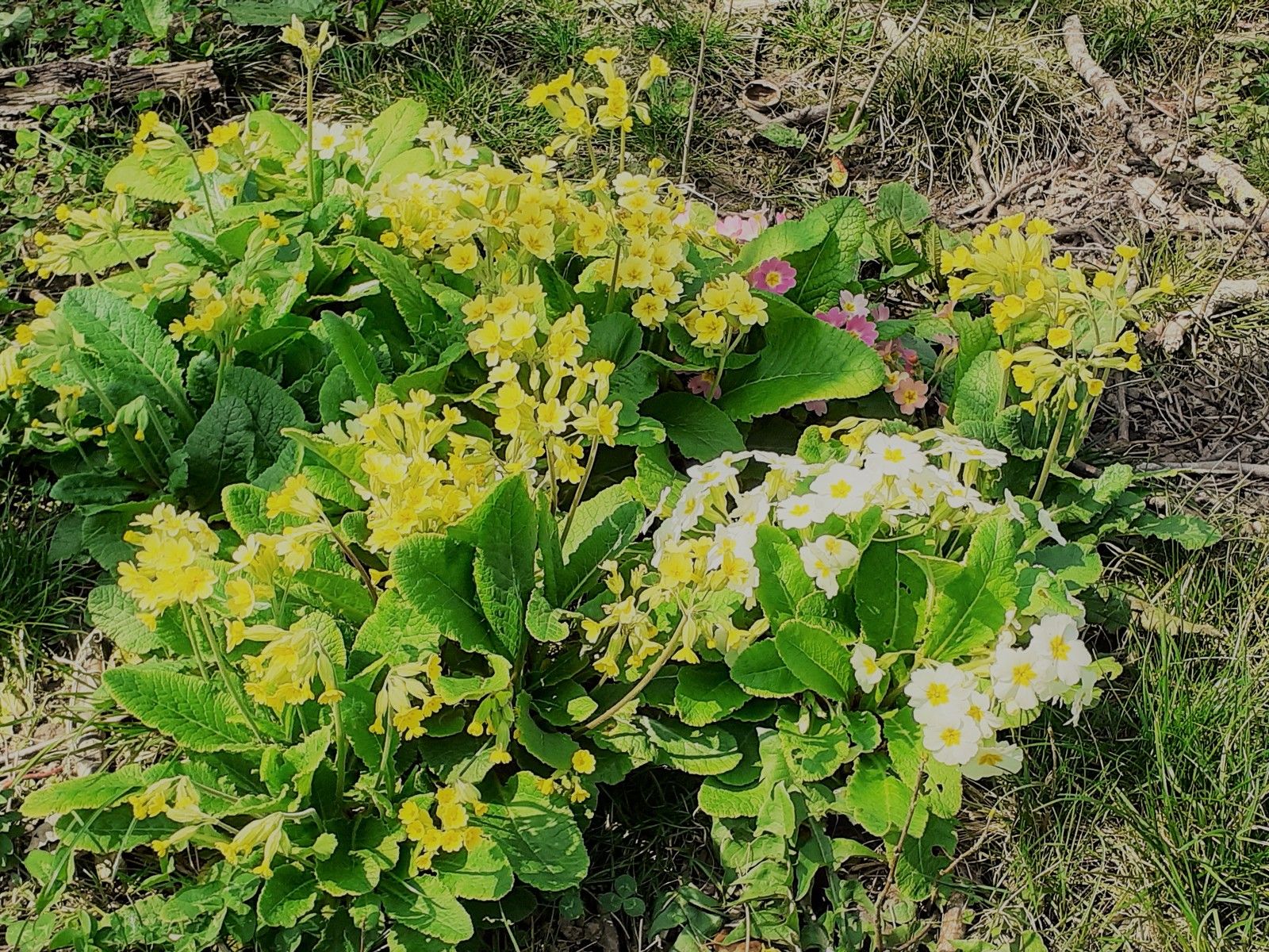 printemps, primevère, covid-19, coronavirus,