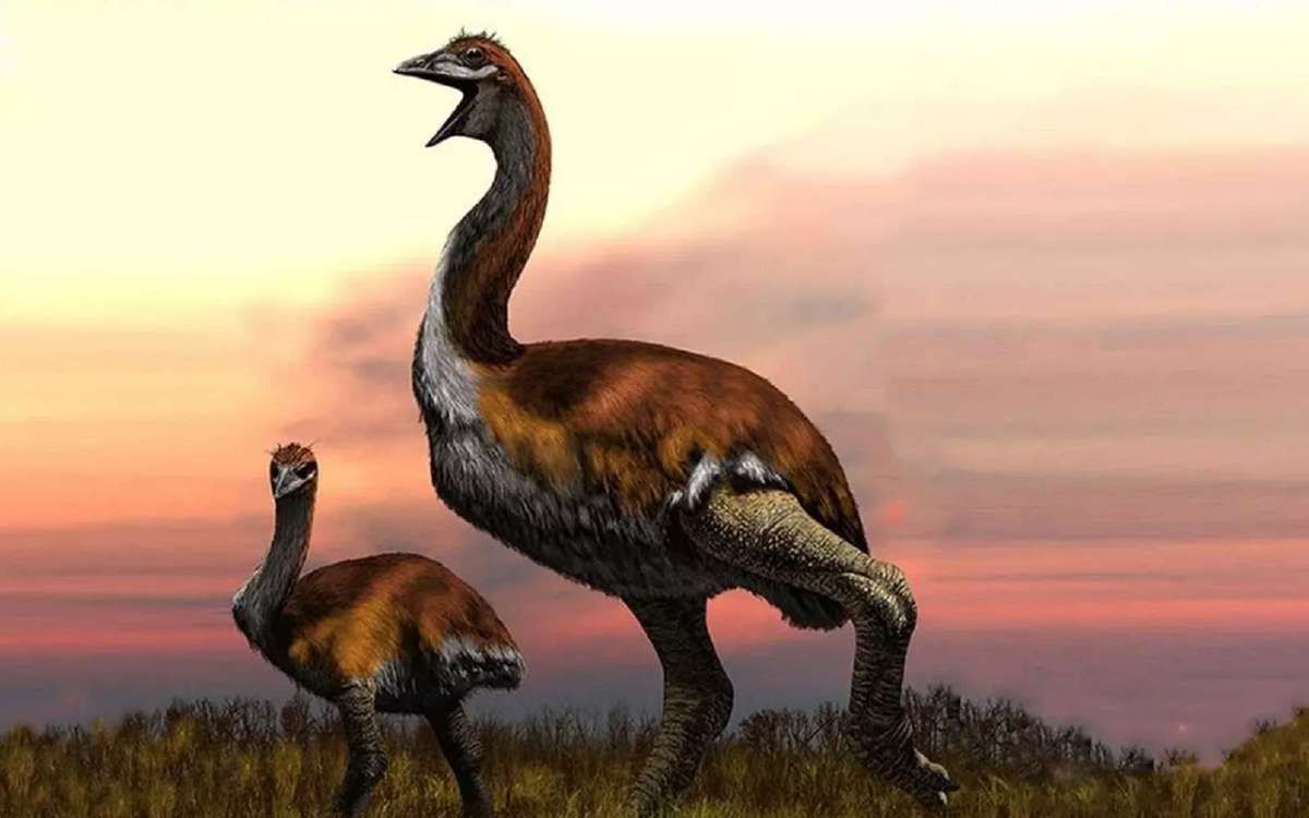 Loiseau éléphant De Madagascar Le Plus Gros Oiseau De Tous