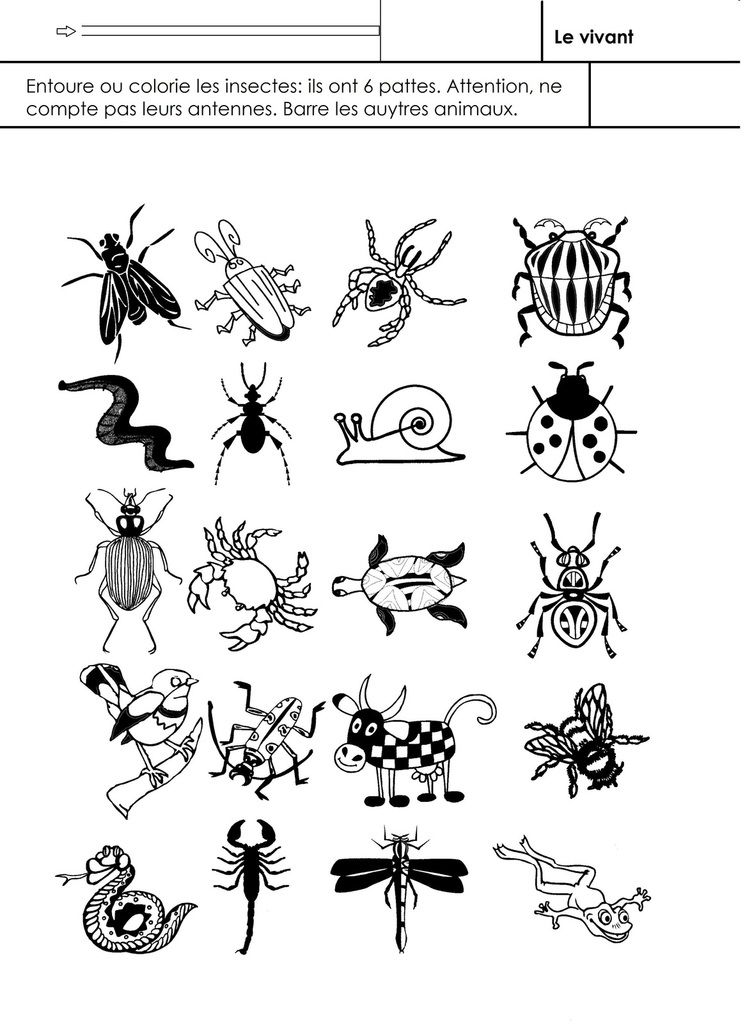 insecte ou non? - école maternelle Gellow