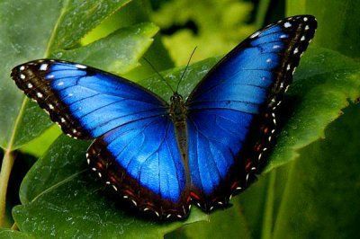 "Superbe papillon aux ailes bleues"