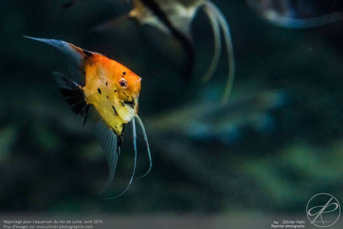 Reportage pour l'aquarium du val de loire à Amboise 