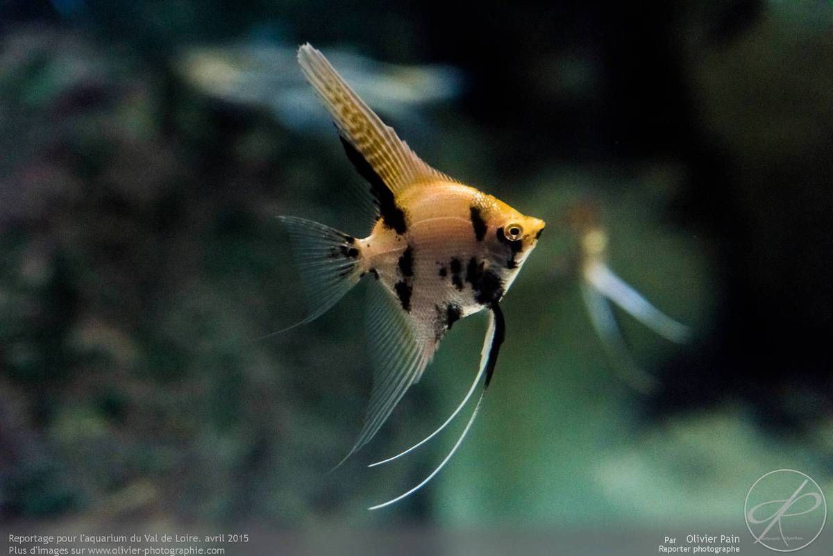 Reportage pour l'aquarium du val de loire à Amboise 