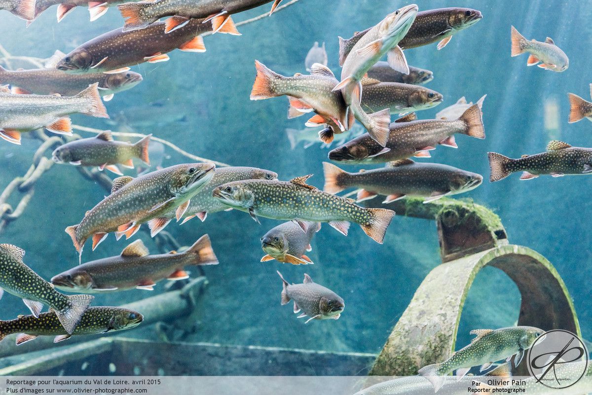Reportage à Amboise pour l'aquarium du val de loire