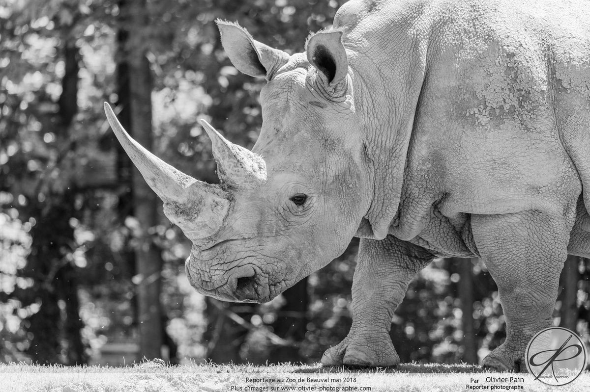 Reportage au zoo de Beauval Reporter photographe à Tours Olivier Pain