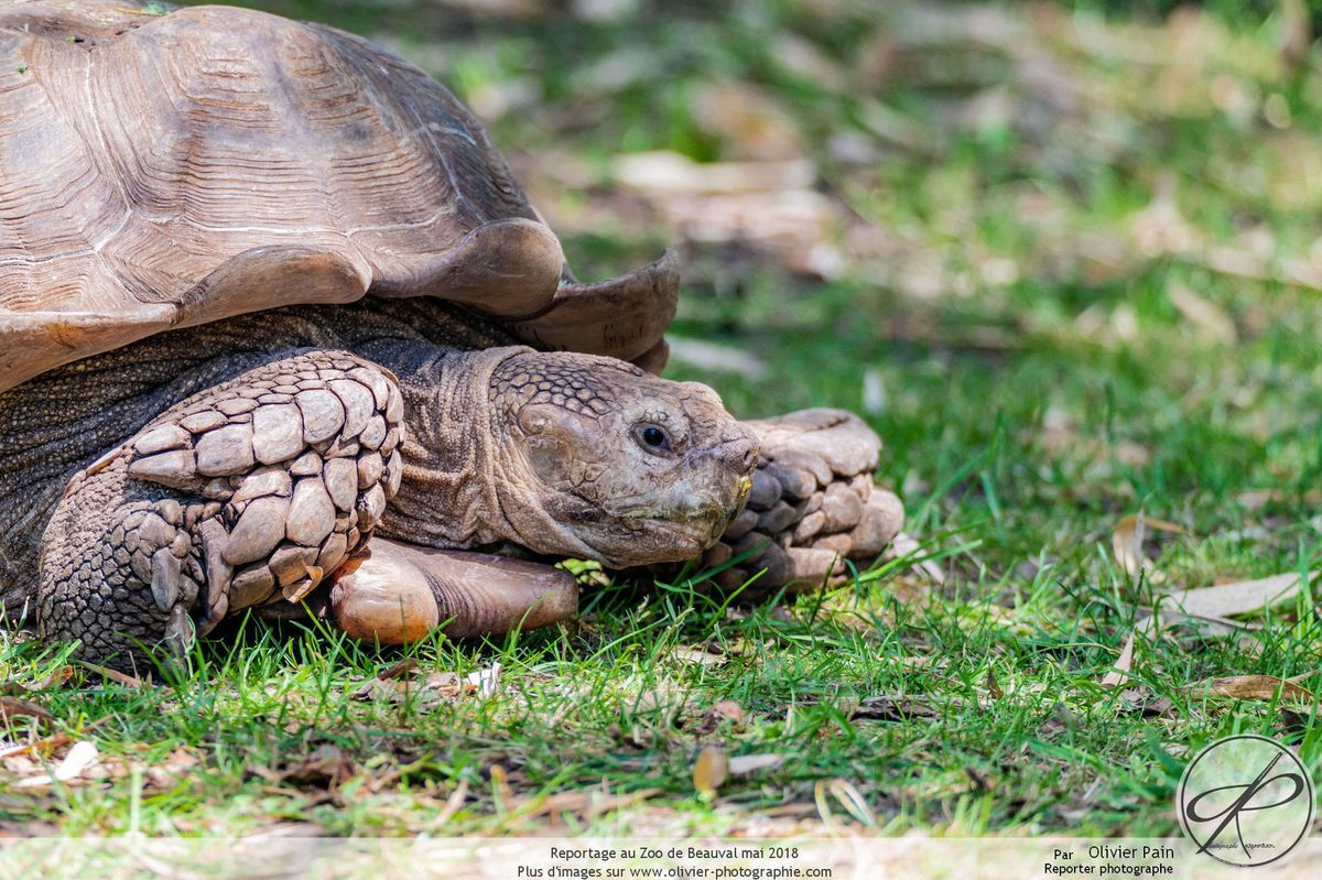 Reportage animalier au Zoo de Beauval