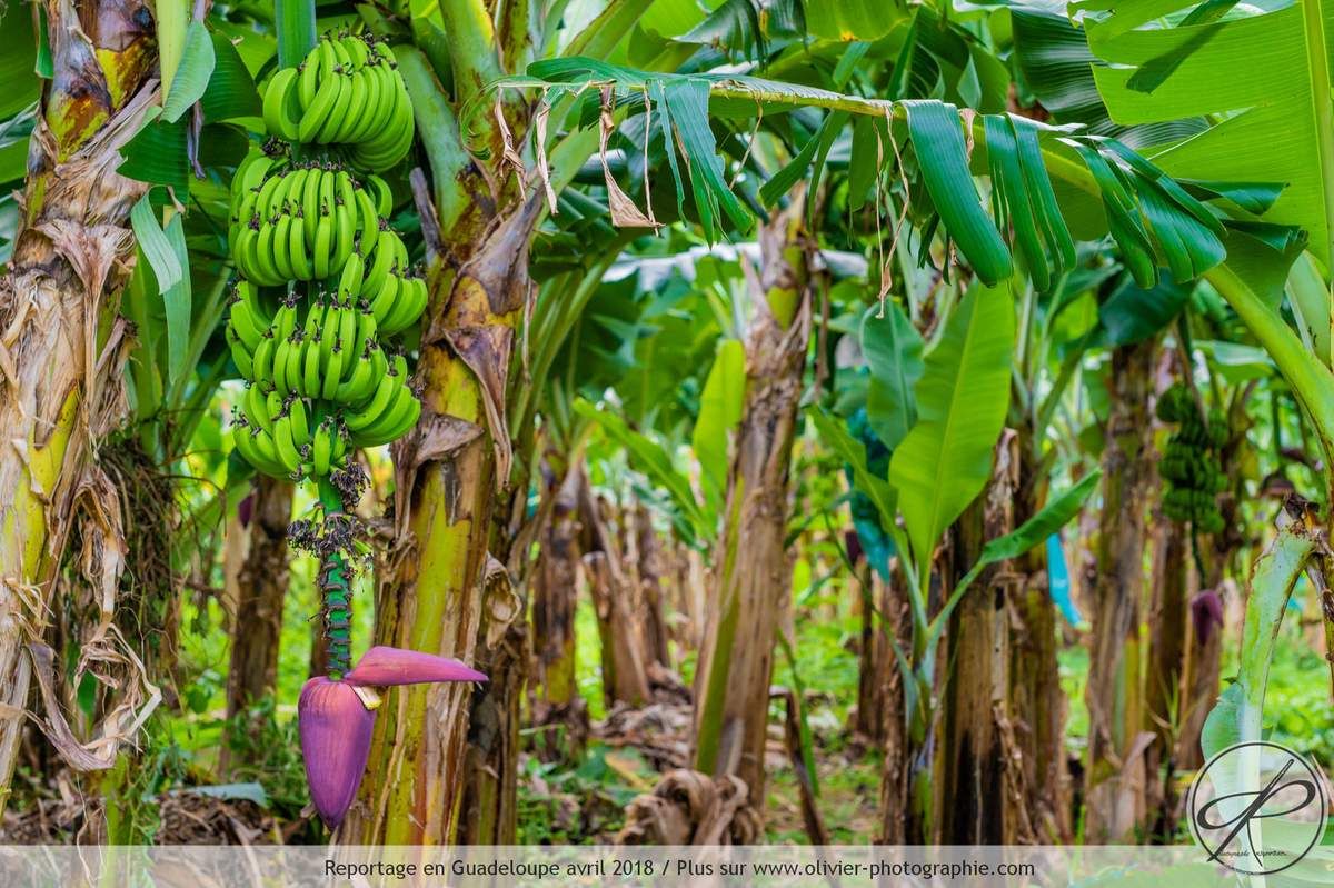 Reportage dans une bananeraie en Guadeloupe
